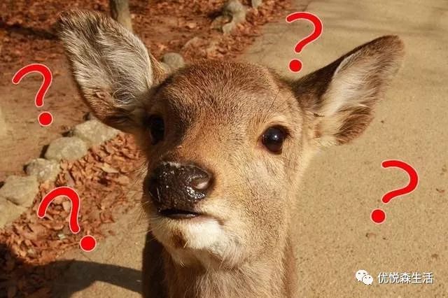 “帮动物加上问号”会是怎样呢?跟常用的黑人问号表情完全不同!