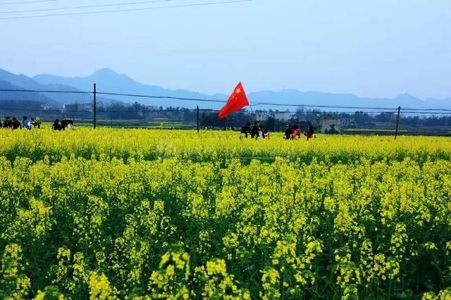 2018湖南油菜花赏花地图出炉!最美线路全包了