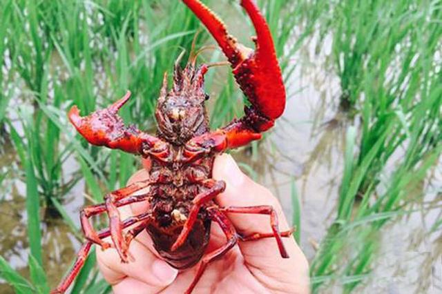 稻田里养小龙虾,1亩地每年多赚几千块,这事靠