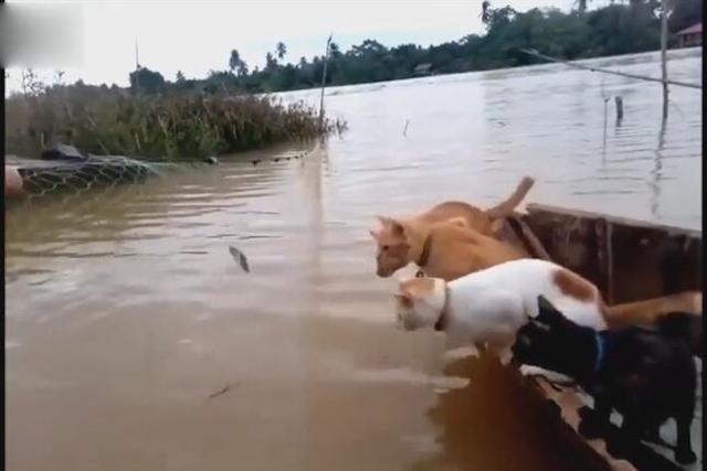 男子装一船的猫咪去河里捉鱼,那个场面实在太壮观了!
