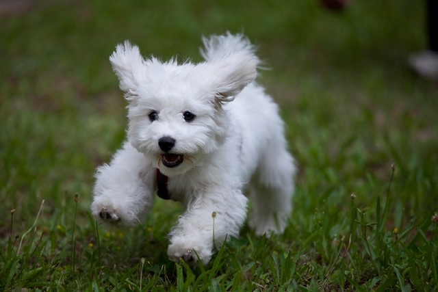 比熊犬会上火吗?是否可以吃降火药呢?