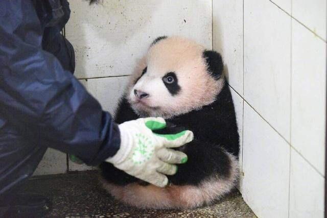 熊猫宝宝办错事,卖萌求原谅,奶爸奶妈都凶不起来了