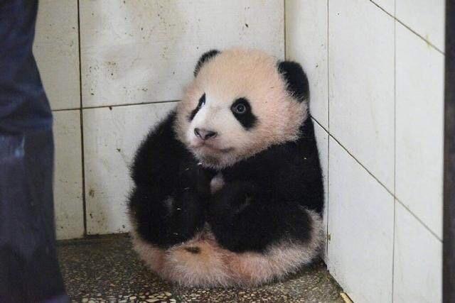 熊猫宝宝办错事,卖萌求原谅,奶爸奶妈都凶不起来了
