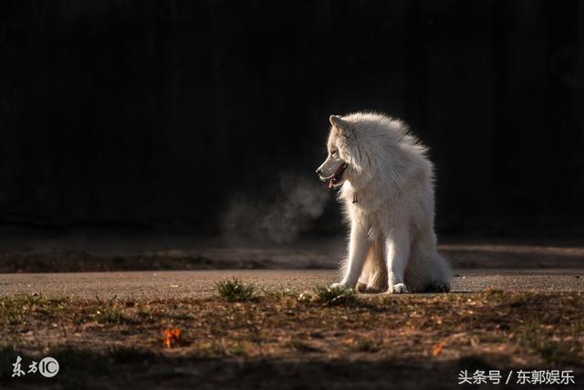 除了白眼狼,中山狼也是骂人的话.形容那种忘恩负义,恩将仇报的人.
