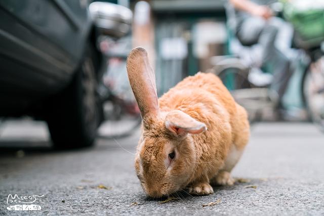 远看以为是只大橘猫,走进才发现是只会站立的兔子精