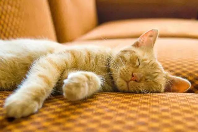 冬天和猫咪一起美美的睡觉有什么风险?这四点小细节你