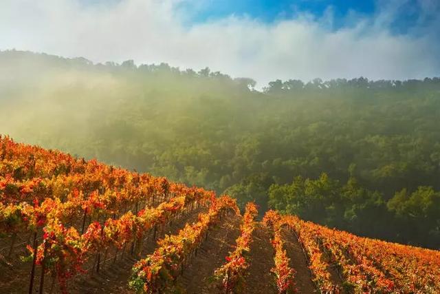 细数国外那些好喝又不贵的葡萄酒