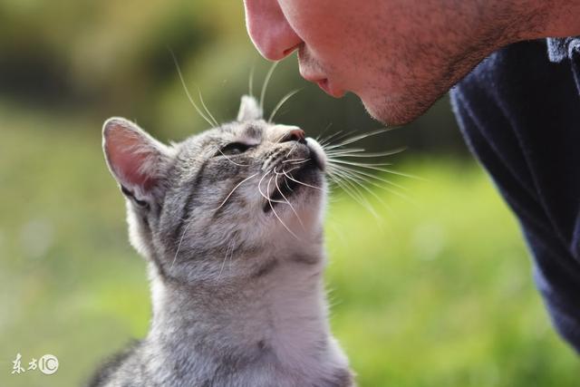 猫咪舔你的意思,我猜你可能不知道!