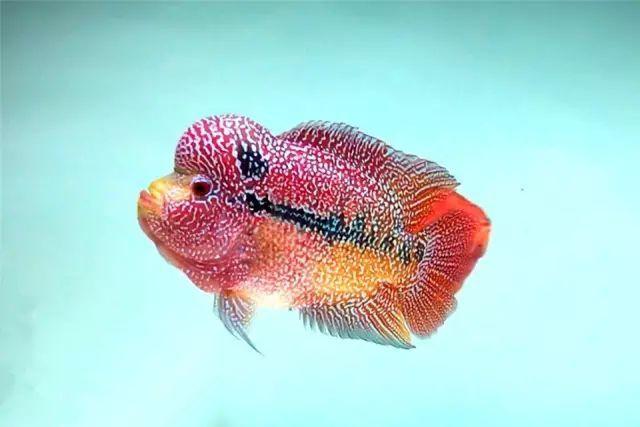 新鱼入缸有讲究,你都做到了吗?