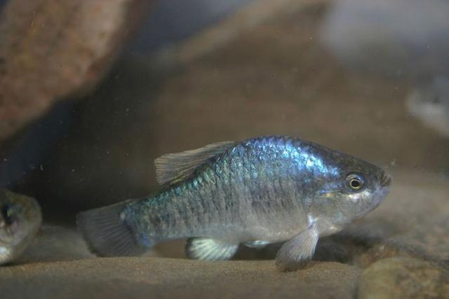 世界上最珍稀的鱼, 只剩37条, 美国死亡沙漠里唯一存活生物