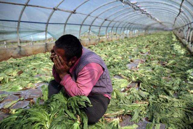 2018年农村致富新骗局,不少农民都赔的血本无