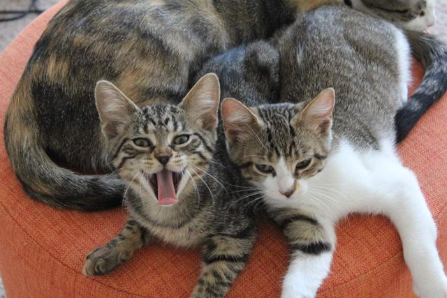 中国本土纯种猫,不黏人的世界名贵品种,大部分