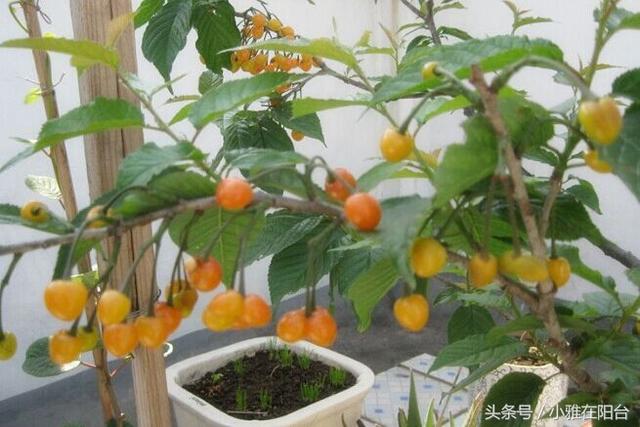 盆栽樱桃怎么种?一个小方法,种下就活,结果量