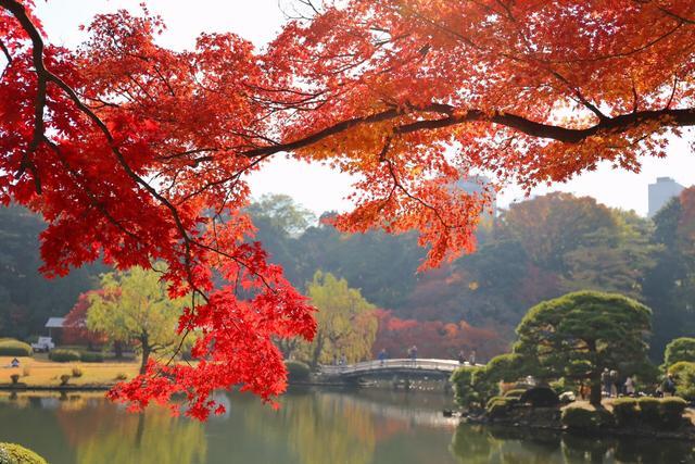 一个中国姑娘去日本旅游, 这7个坑让她直接崩