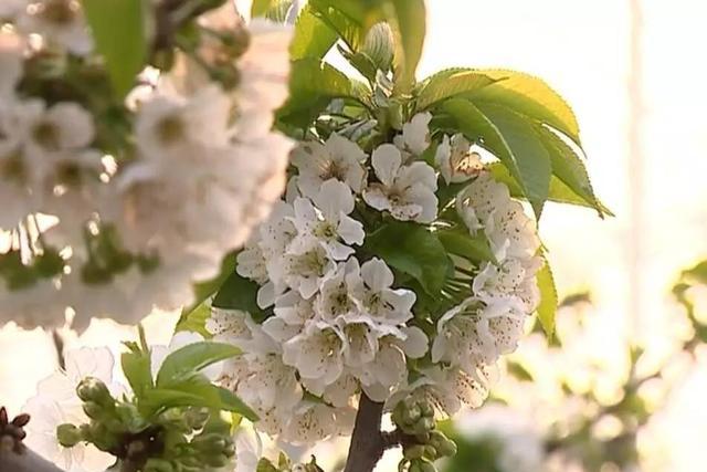 乡村行(十) 大棚樱桃花开早 花团锦簇惹人爱