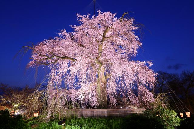 日本10个最佳赏樱地点推荐,附上18年最新的花