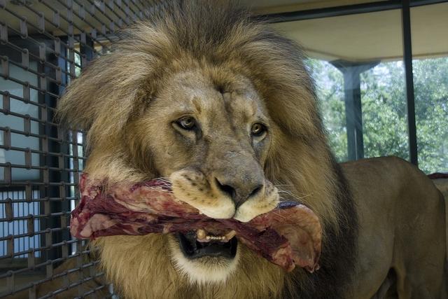 狮子的犬齿长达五厘米,配合巨大的咬力可以轻易刺穿猎物的喉咙