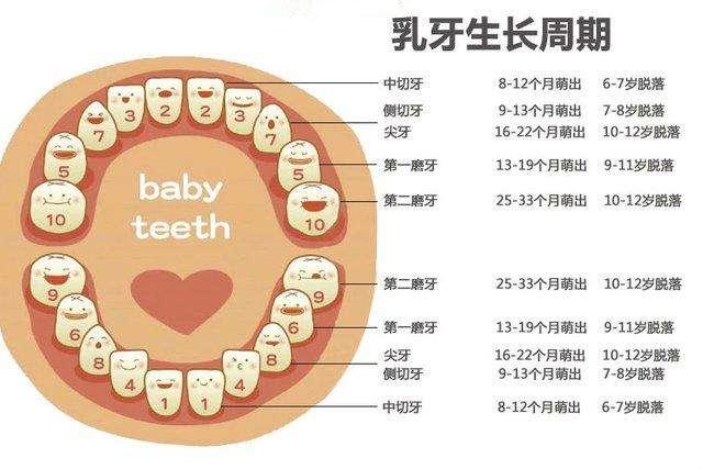 "妈妈,我换牙齿了—儿童乳牙该不该提前拔呢?