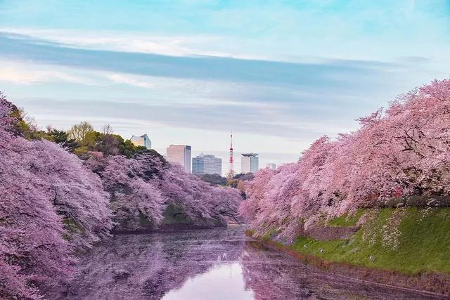 2018年日本樱花时间表,错过了就再等一年!