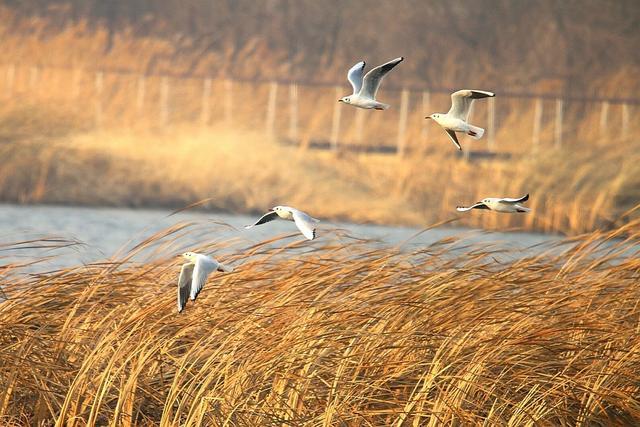 诗词欣赏:你不知道那些关于风的诗句究竟