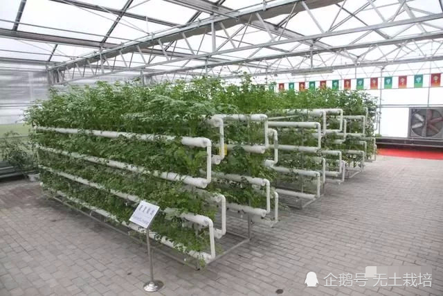 质量守恒？一盆土长了个3斤南瓜，土没减少，南瓜质量...