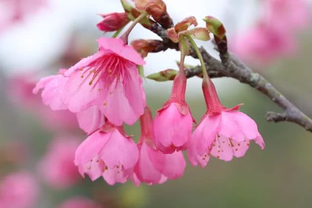 快看!连江丹阳的樱花开啦!
