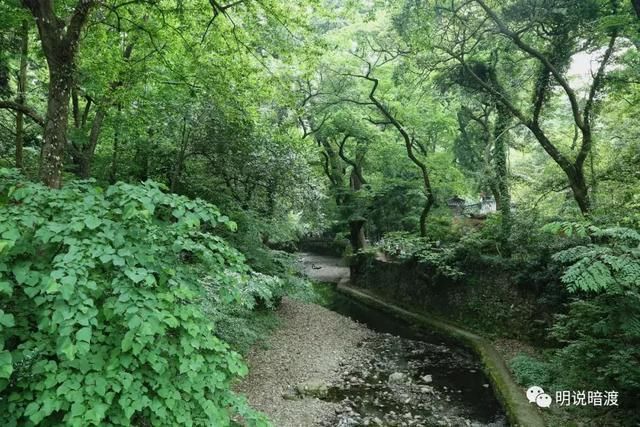 这个5A景区免门票免停车费 春节正是隋梅盛开