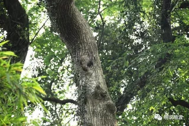 这个5A景区免门票免停车费 春节正是隋梅盛开