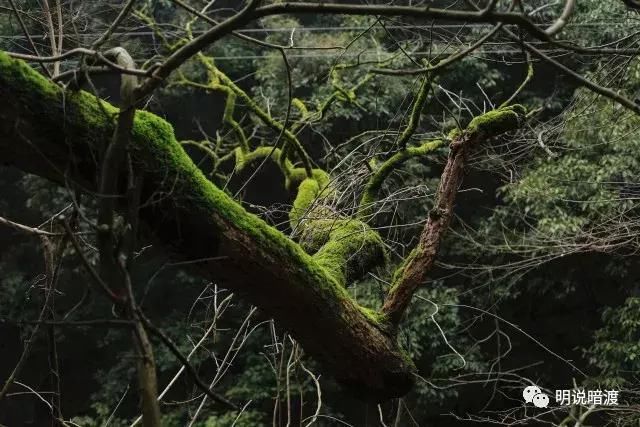 这个5A景区免门票免停车费 春节正是隋梅盛开