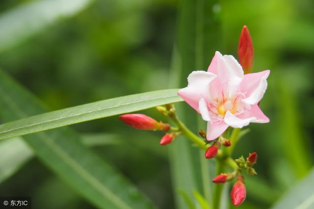 透着岁月静好的诗句, 让你心境平和