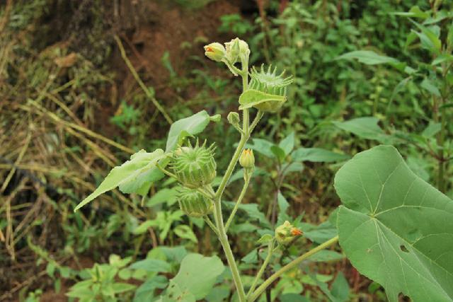 中国农村五大优质资源,中国农民知道多少?