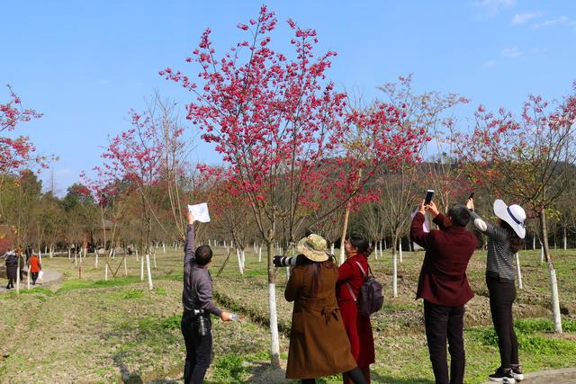 沐川:天适公园樱花开 红花绿树引游人