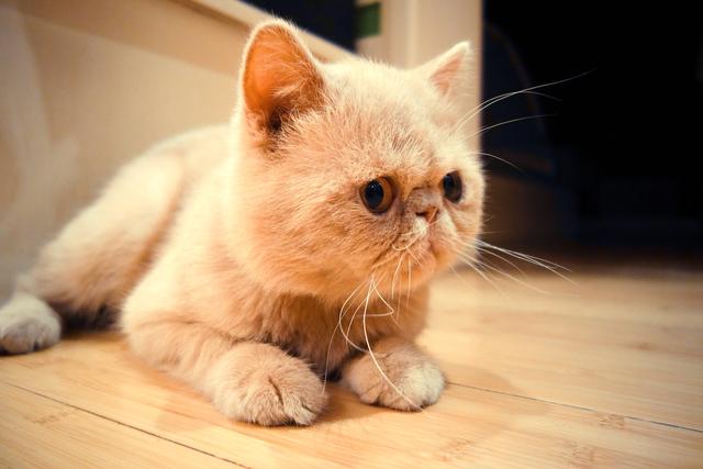 你说加菲猫是最受欢迎的？她却警告你千万不要养！