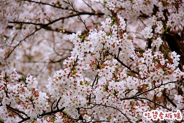 不用去日本!再过半个月,苏州将因为这朵花成为