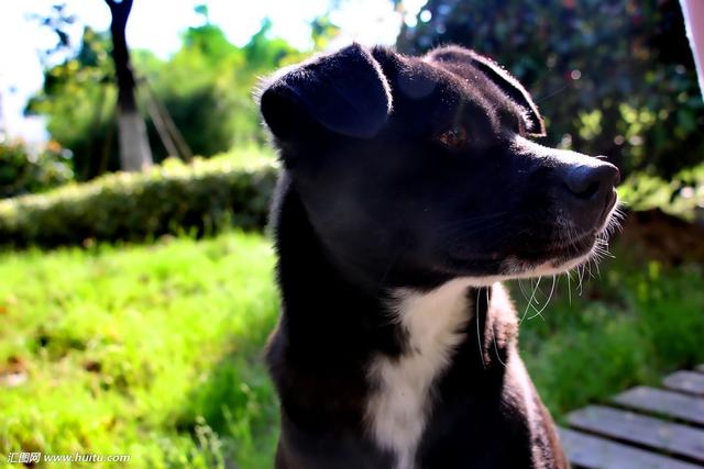 狗可以看到人看不到的脏东西?简直不敢相信