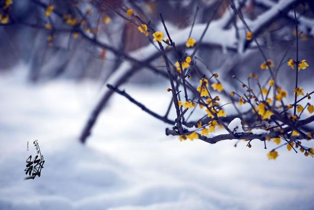 洛阳隋唐梅花开雪中绽放更娇艳