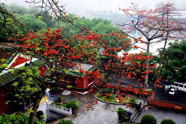 见过最美的市花应该当属广州市木棉花了,真是美爆了!