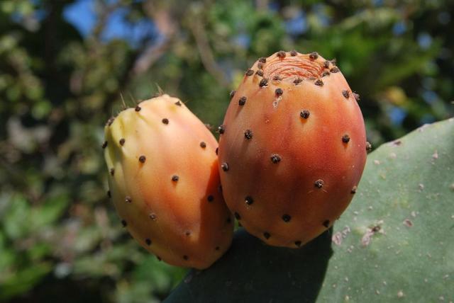 仙人掌果虽好不是所有人都适合吃,仙人掌果的