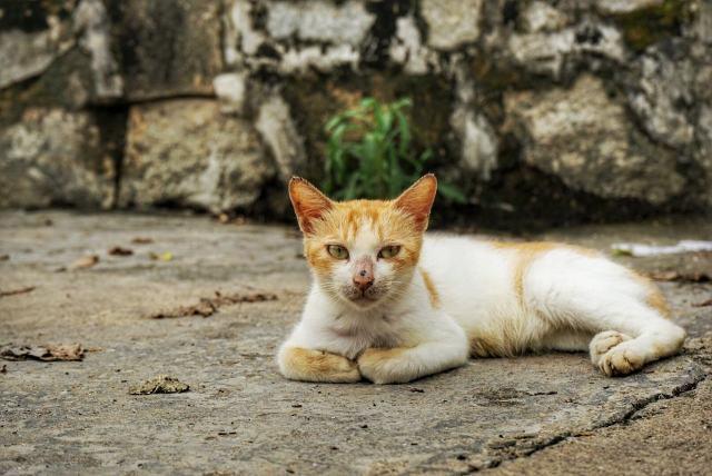 冬天里,如何正确救助流浪动物