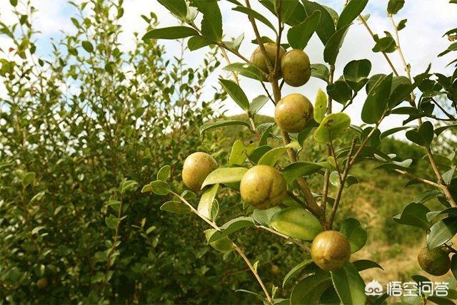 红花油茶树图片_种油茶树的收入
