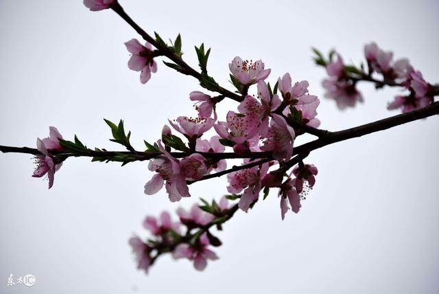 漂亮的花儿祝你:鹏程万里,前程似锦,一帆风顺