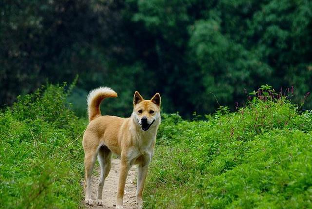 那些即将消失的中华田园犬,在如今满地宠物狗中,你还能看到几个