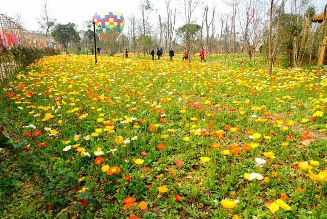 3月去哪里赏花？峨眉山月南花乡花海等你