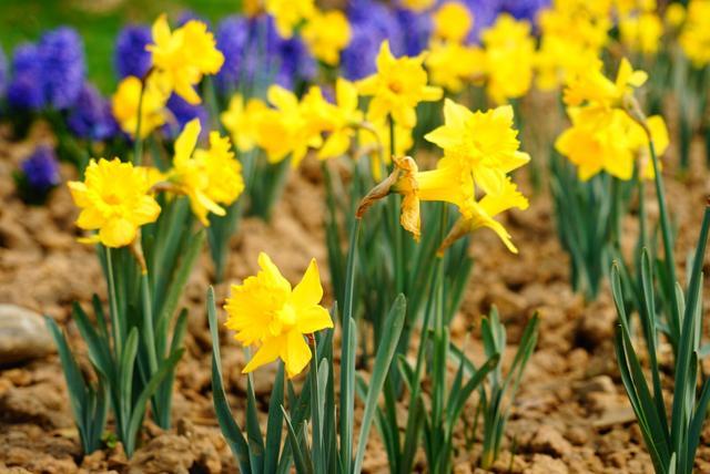 3月去哪里赏花？峨眉山月南花乡花海等你