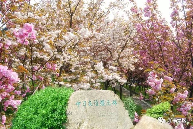不用去日本!再过半个月,苏州将因为这朵花成为