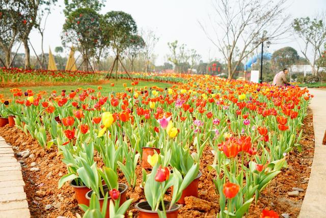 3月去哪里赏花？峨眉山月南花乡花海等你