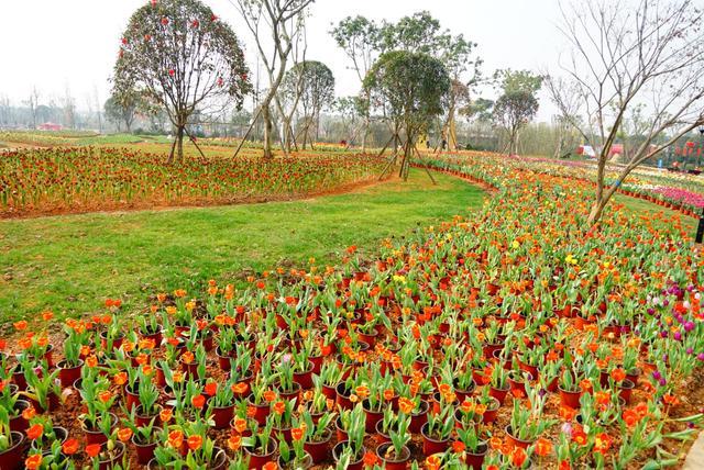 3月去哪里赏花？峨眉山月南花乡花海等你