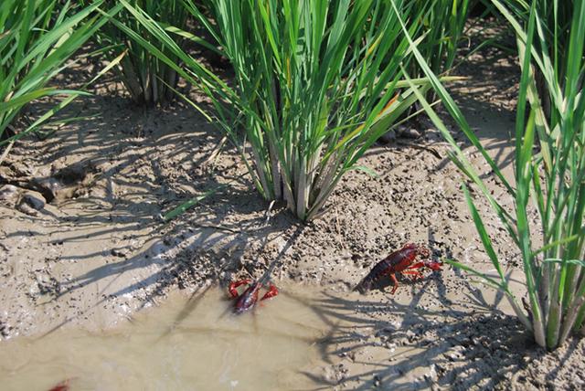 稻田里养小龙虾,1亩地每年多赚几千块,这事靠