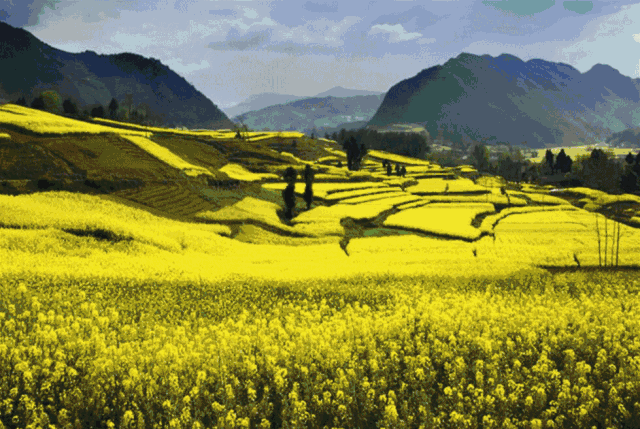 壁纸 成片种植 风景 植物 种植基地 桌面 640_429 gif 动态图 动图