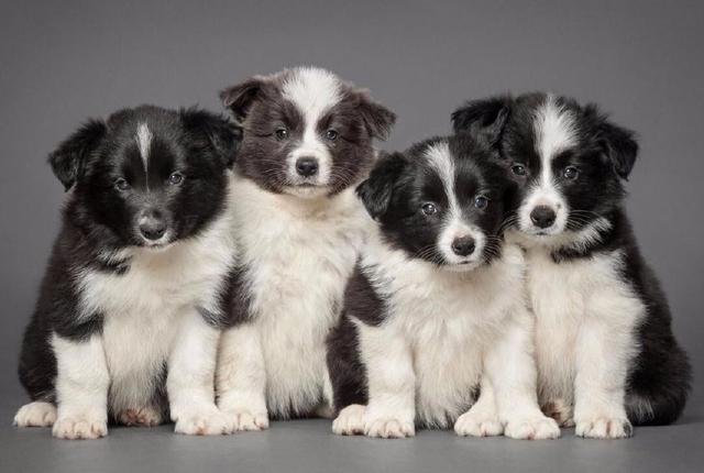 最适合家养的13种宠物狗,你养的是哪个?